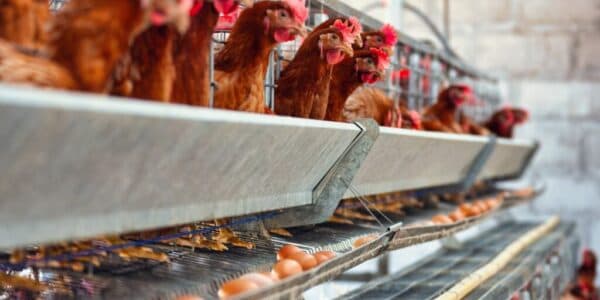 Ladang ayam Syariah Farm