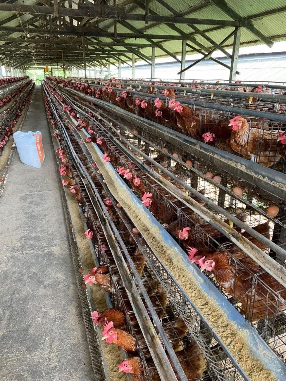 Pakej Partnership Ternakan Ayam Petelur
