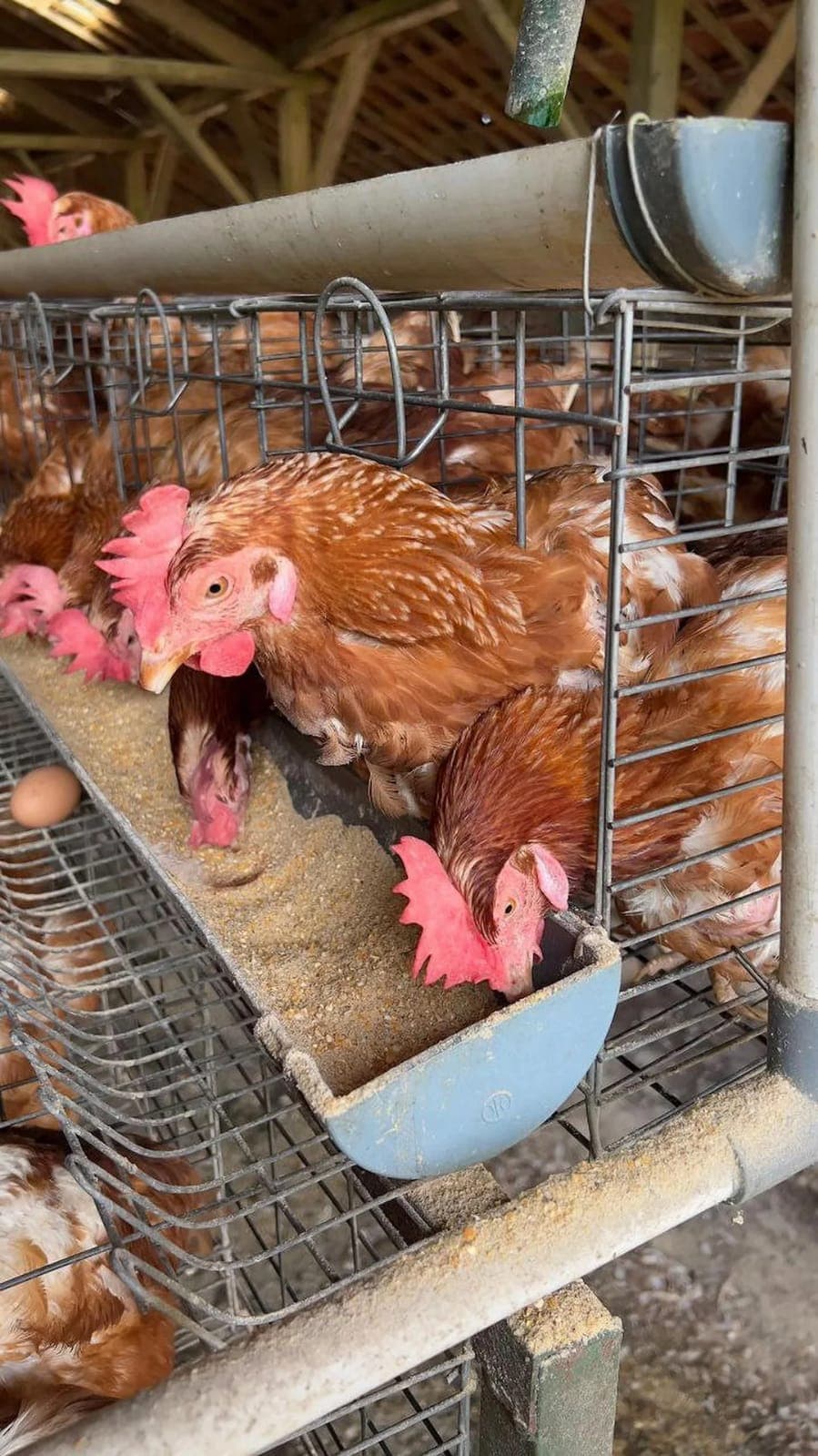 Partnership Ternakan Ayam Petelur di Johor