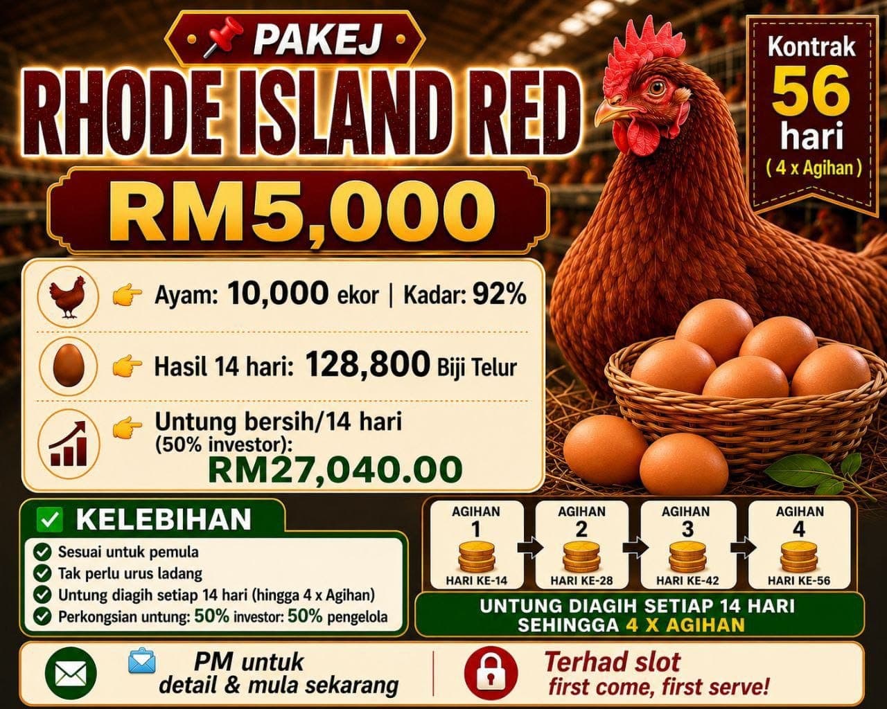 PAKEJ RHODE ISLAND RED